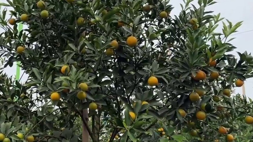 湖南江永：脆蜜金桔丰收价格俏