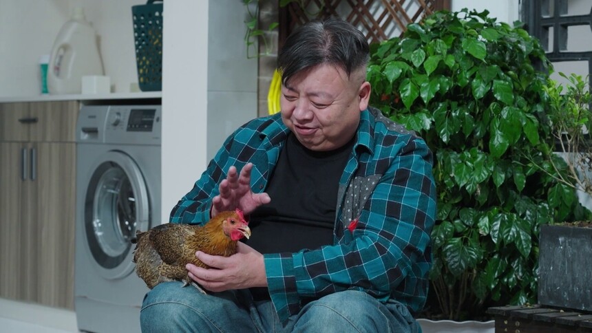 老胡买来母鸡帮晓月孵蛋，结果弄巧成拙搞得鸡飞蛋打