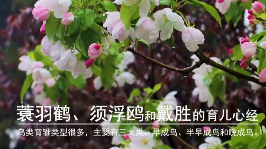 第3集 蓑羽鹤、须浮鸥和戴胜的育儿心经