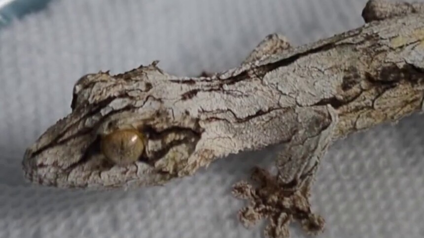 第28集 叶尾壁虎