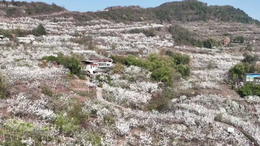 四川仁寿：赏梨花做梨膏 做强农旅链条