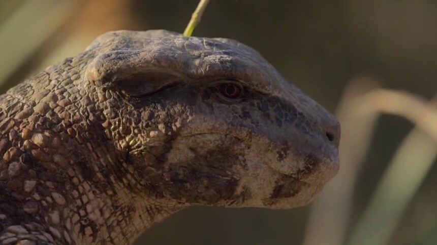 第2集 狮鼻鳄大战玛君龙