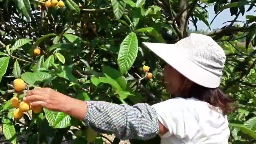 人间小满 万物欣然