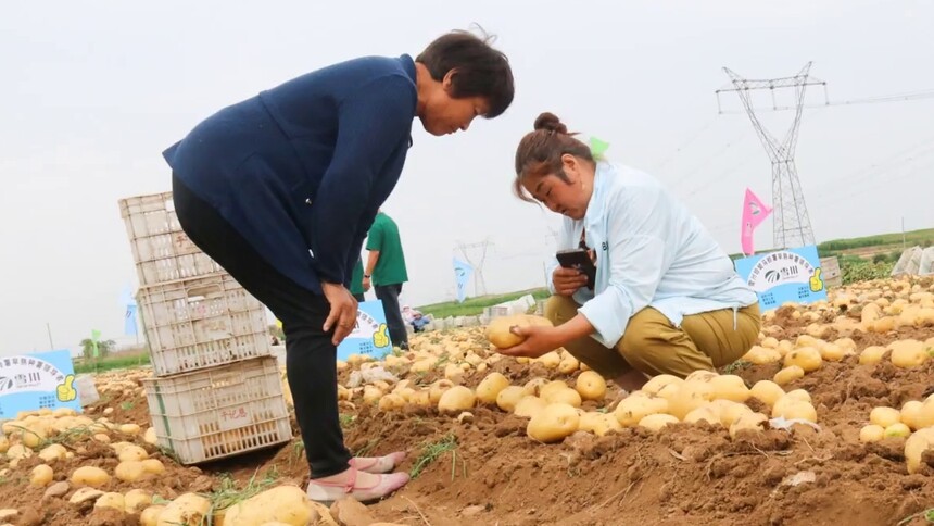 山东莱芜：马铃薯品种“雪川珍妮”获丰收
