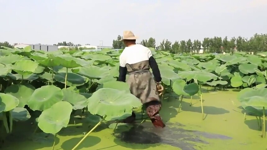 高温下的劳动者｜马踏湖里的踩藕人
