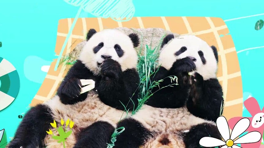 《熊猫一家人》今日19:30上线 神树坪的树上有熊猫果！