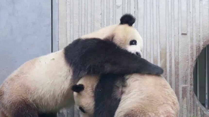 优悠骄阳花式打闹集锦 闹腾表兄妹被竹子硬控
