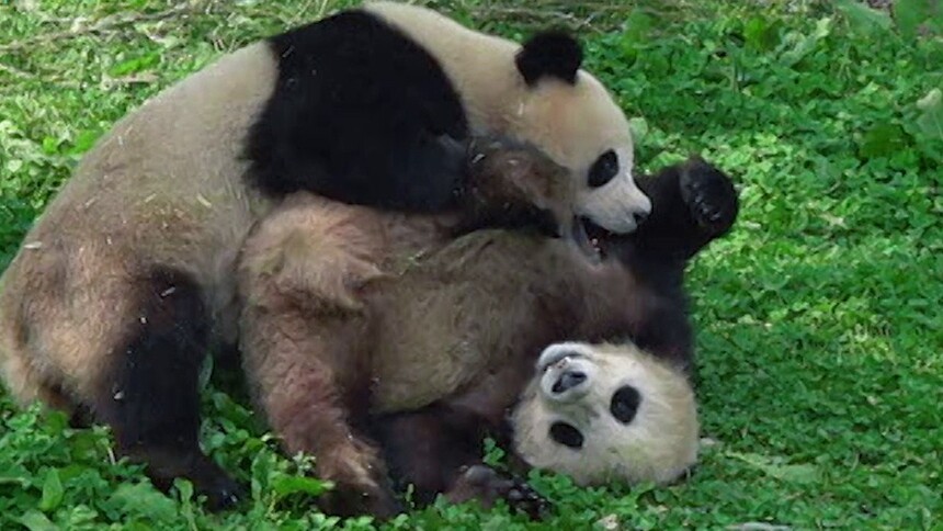 优悠骄阳武斗现场超刺激