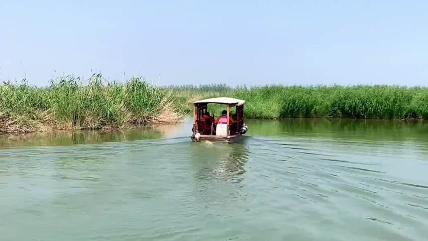宁夏沙湖：芦苇深处苍鹭飞