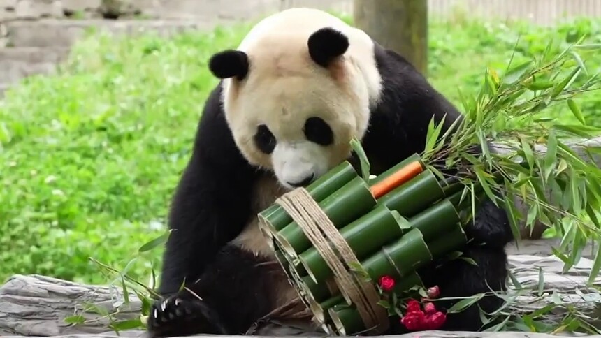 新华访谈｜熊猫“奶爸”笑谈“福宝”的故事，萌度爆表！