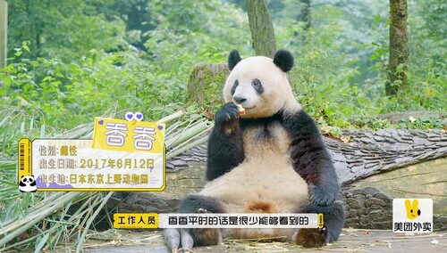 香香公主惊喜亮相任意门 全员沦陷熊猫可爱魅力