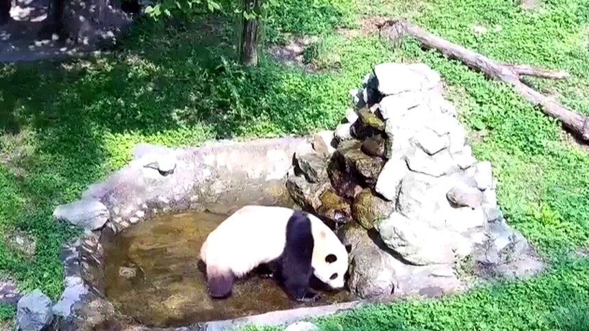 Watch the latest Panda Live EP 227 Panda Live online with english