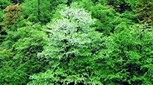 四川荥经：30万亩珙桐进入盛花期