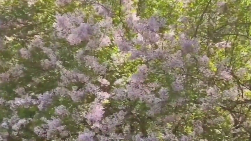 千城百县看中国丨内蒙古：丁香花开 许你一片馥郁芬芳
