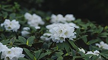 云南大理：苍山杜鹃朦胧诗境