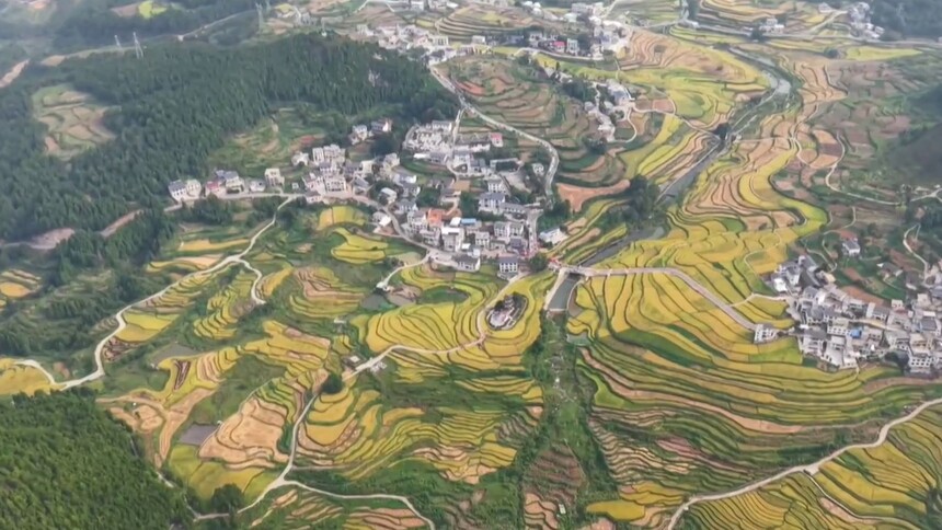 贵州玉屏：千亩梯田披“金装” 百年“贡米”迎丰收