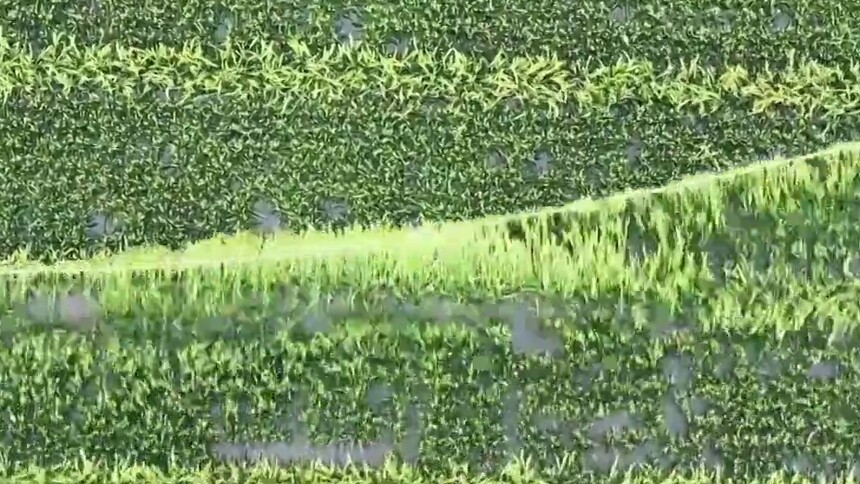 浙江平湖：稻田“月老”忙牵线 “赶花”制种盼丰收