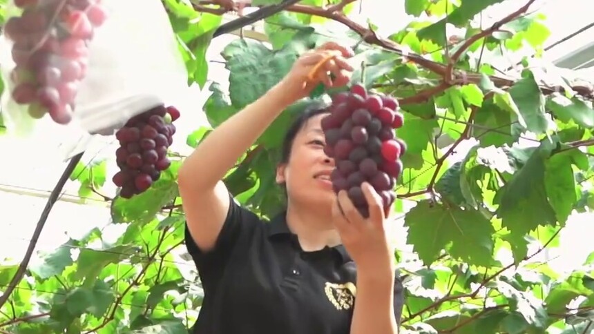周宁外来媳妇的“甜蜜事业”
