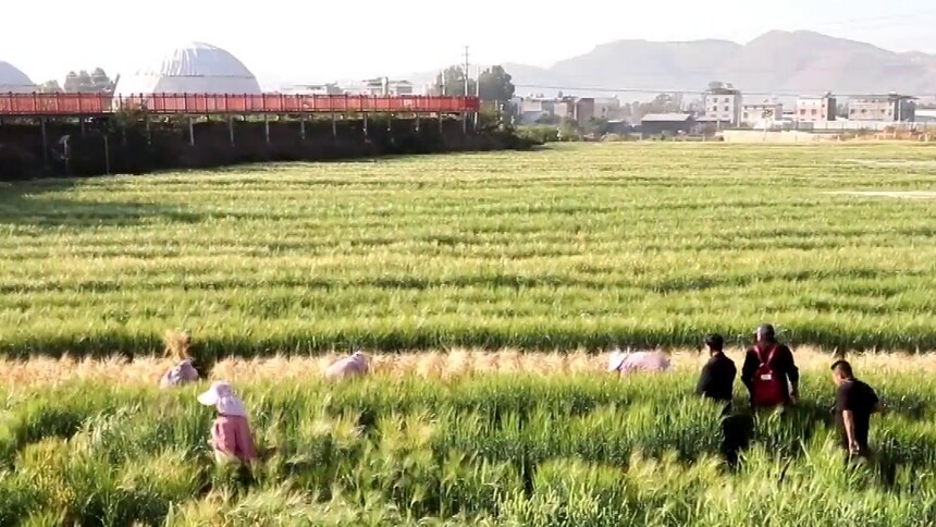 新春走基层｜寒冬腊月 这里却麦浪滚滚