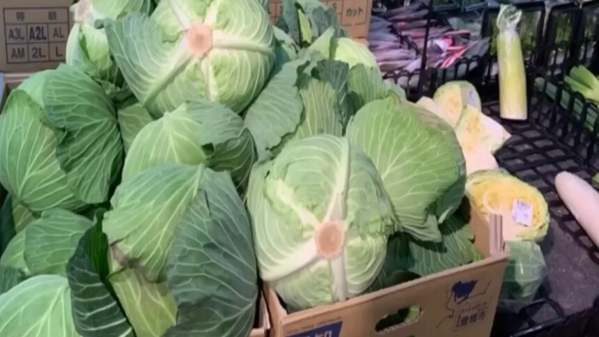 圆白菜涨价成“高级食材” 日本民众惊呼“比肉贵”