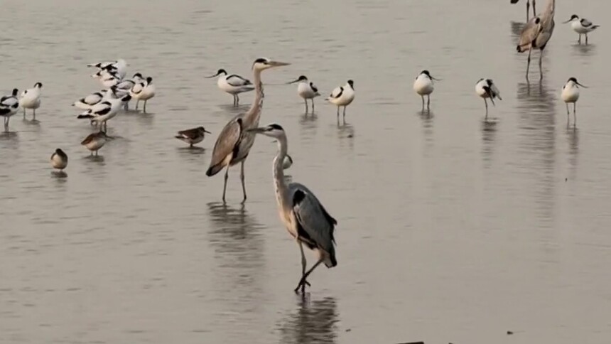 迁徙高峰 七里海湿地迎来超26万只候鸟