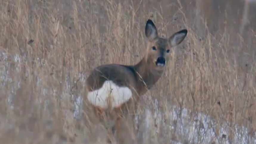 为什么大家都说狍子傻？