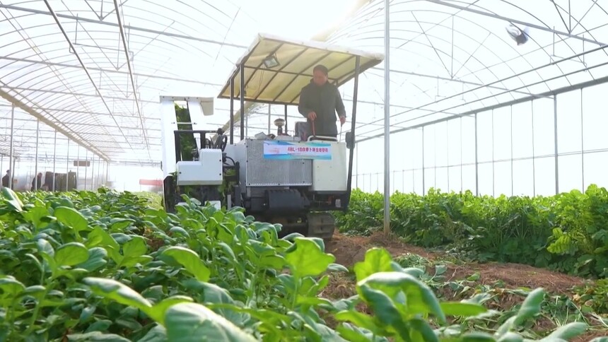 什么是白萝卜联合收获机？