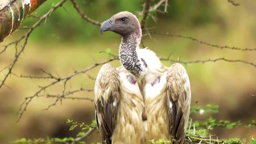秃鹫吃腐肉不会生病吗？
