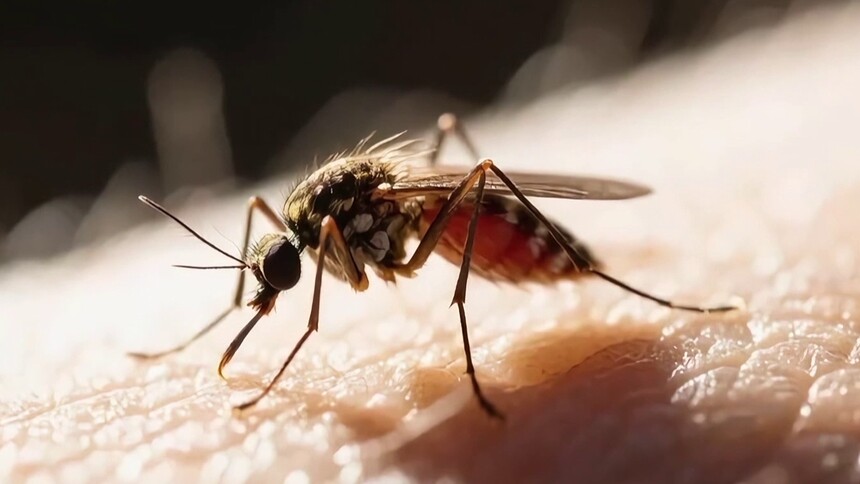 蚊子如何在冰岛生存？