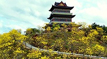 千城百县看中国｜广东阳西：黄花风铃花开满山
