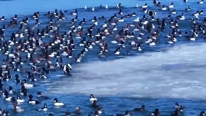 陕西：春暖冰消 红碱淖遗鸥如期归来