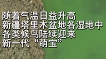 新疆塔里木盆地：碧水黄沙育新雏
