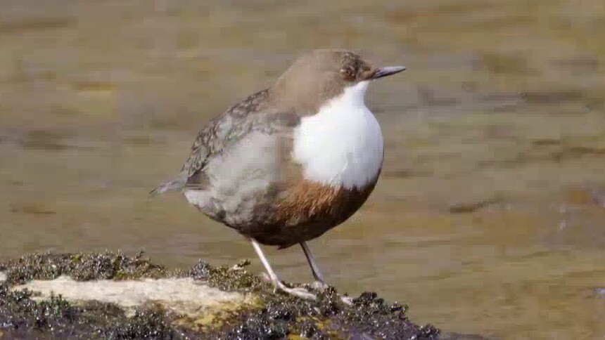 河乌为什么能潜水？