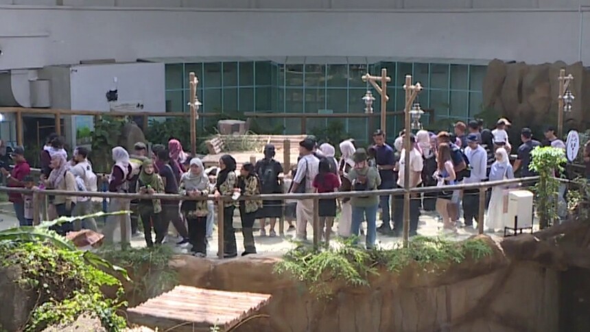 旅马大熊猫“辰星”“晓月”正式亮相