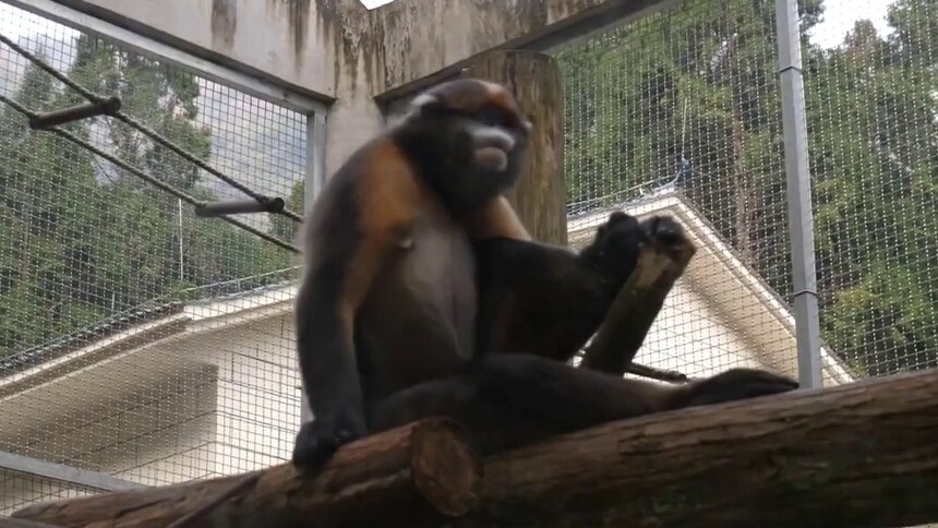 梵净山黔金丝猴研究中心多措筑牢“黔金丝猴”越冬安全屏障