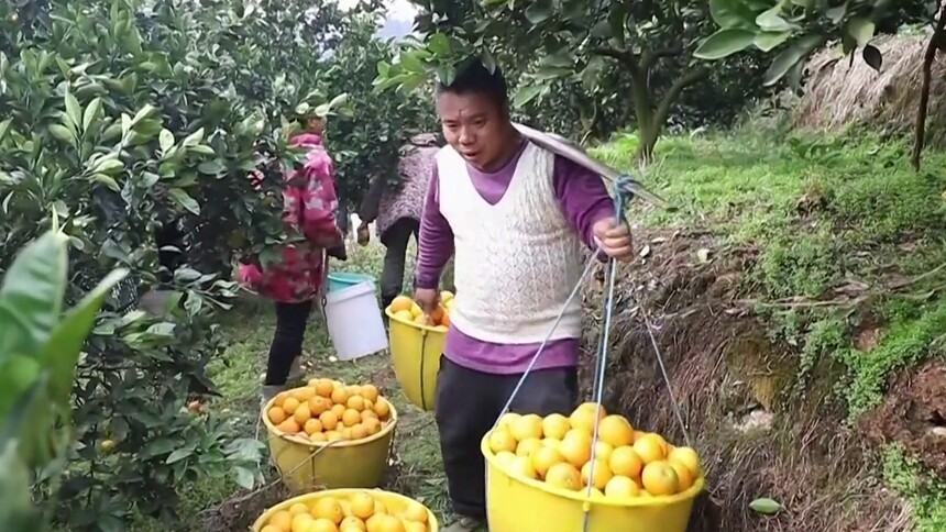 湖南：优品种 提身价 赋能柑橘产业高质量发展