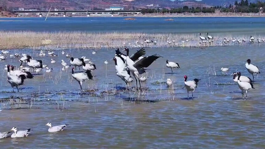 草海湖畔万鸟翔集