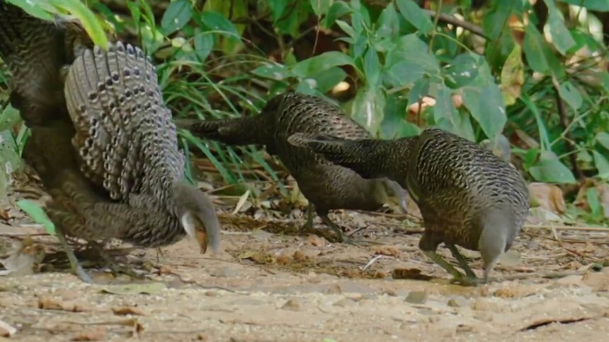 罕见！灰孔雀雉穿“宝石”羽衣开屏求偶