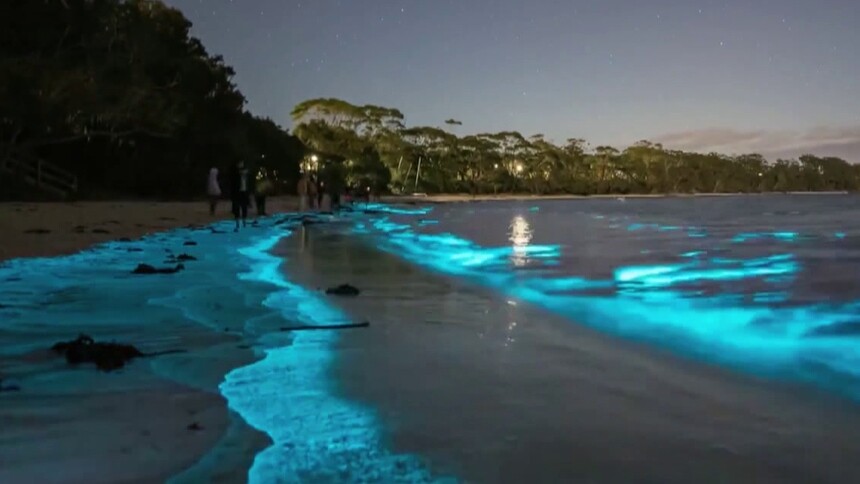 “蓝眼泪”为何会发光？