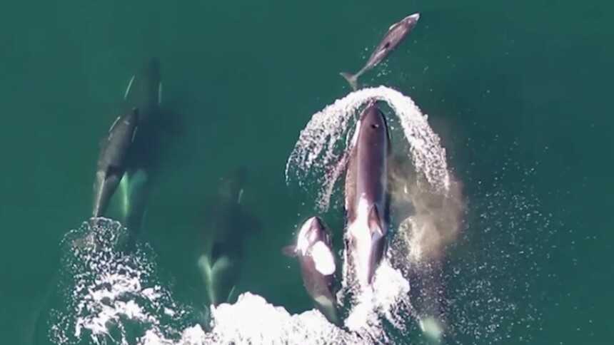 自然界有哪些动物饭搭子？