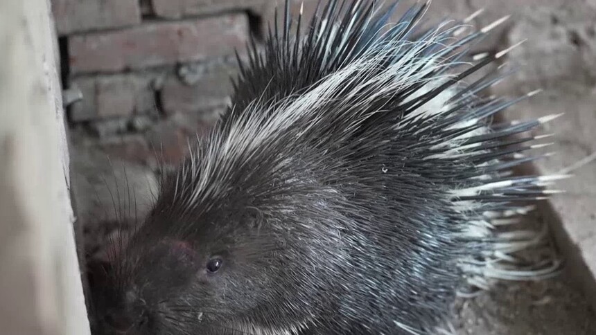 豪猪的刺有哪些用途？