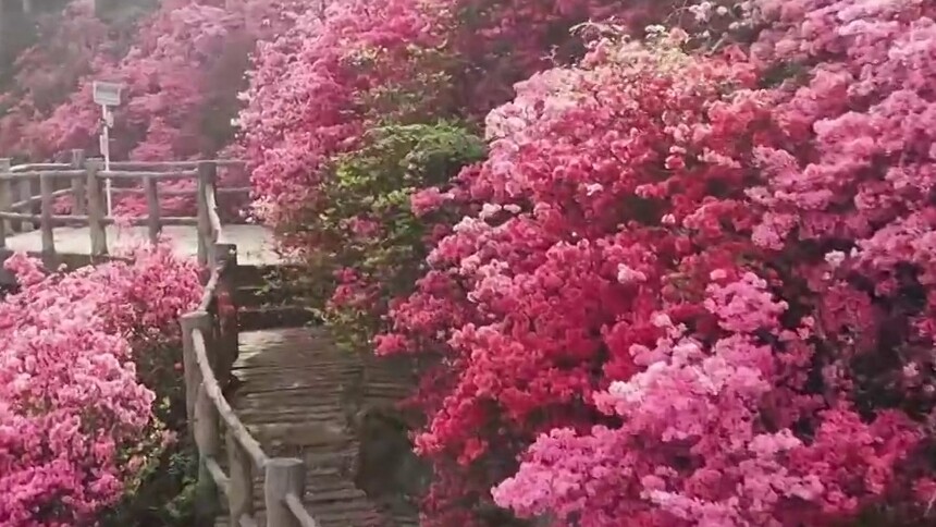 秀我中国｜春回云雾山 杜鹃雨后开