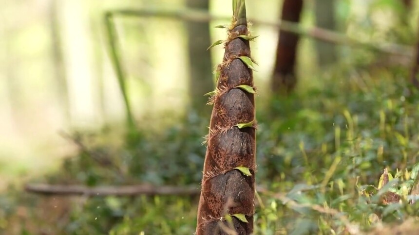 湖湘寻宝记·春笋三重奏