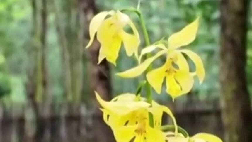 “植物界金丝猴”大黄花虾脊兰在新宁崀山绽放