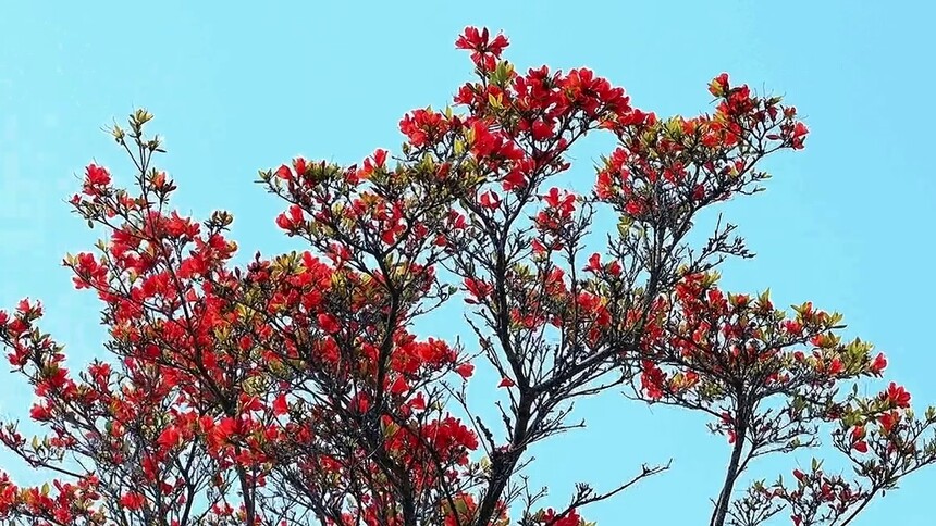 千城百县看中国·赏花季｜福建周宁：狮子山上杜鹃艳