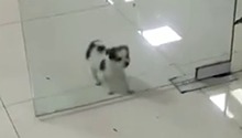 小狗子傻得可爱