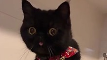 爱吐舌头卖萌的小黑猫太可爱了