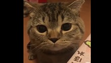 猫咪竟然开口说人话了…