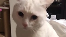 大咪猫视眈眈，小咪自动静音