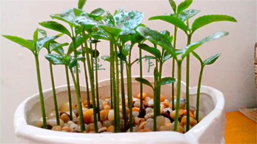 萌人厨房这种水果的种子别再扔了2周长成盆栽过年摆在家里太好看了